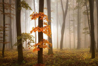 Wizard+Genius Foggy Autumn Forrest Vlies Fotobehang 384x260cm 8 banen | Yourdecoration.be