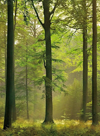 Wizard+Genius Autumn Forest Vlies Fotobehang 192x260cm 4 banen | Yourdecoration.be