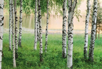 Wizard+Genius Nordic Forest Vlies Fotobehang 384x260cm 8 banen | Yourdecoration.be