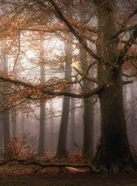 Wizard+Genius Foggy Autumn Forest Vlies Fotobehang 192x260cm 4 banen | Yourdecoration.be