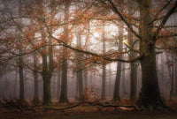 Wizard+Genius Foggy Autumn Forest Vlies Fotobehang 384x260cm 8 banen | Yourdecoration.be