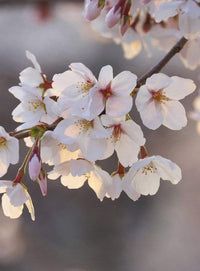 Wizard+Genius Cherry Blossoms Vlies Fotobehang 192x260cm 4 banen | Yourdecoration.be