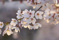 Wizard+Genius Cherry Blossoms Vlies Fotobehang 384x260cm 8 banen | Yourdecoration.be