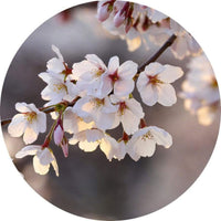 Wizard+Genius Cherry Blossoms Vlies Fotobehang 140x140cm rond | Yourdecoration.be