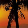 Komar Palmy Beach Sunrise Fotobehang 368x254cm | Yourdecoration.be