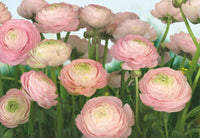Komar Gentle Rose Fotobehang 368x254cm | Yourdecoration.be