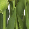 Komar Tulips Fotobehang 368x254cm | Yourdecoration.be