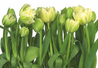 Komar Tulips Fotobehang 368x254cm | Yourdecoration.be