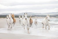 Komar White Horses Fotobehang 368x254cm | Yourdecoration.be