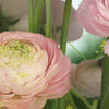 Komar Gentle Rose Fotobehang 368x254cm | Yourdecoration.be