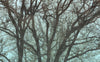 Komar Whispering Woods Vlies Fotobehang 400x250cm 4 banen | Yourdecoration.be