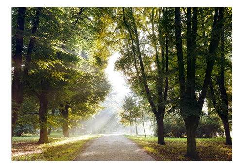 Fotobehang - Morning Walk - Vliesbehang