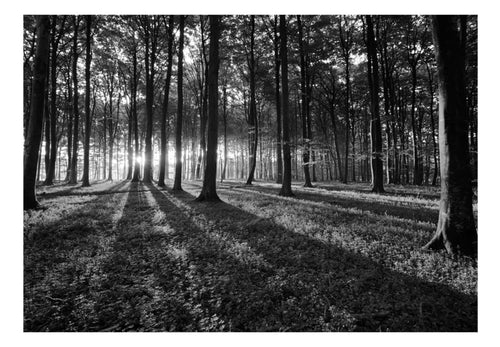 Fotobehang - The Light in the Forest - Vliesbehang