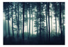 Fotobehang - Dark Forest - Vliesbehang