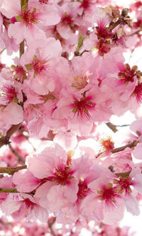 Dimex Apple Blossom Fotobehang 150x250cm 2 banen | Yourdecoration.be