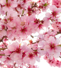 Dimex Apple Blossom Fotobehang 225x250cm 3 banen | Yourdecoration.be