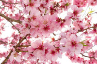 Dimex Apple Blossom Fotobehang 375x250cm 5 banen | Yourdecoration.be