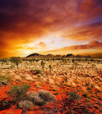 Dimex Australian Landscape Fotobehang 225x250cm 3 banen | Yourdecoration.be