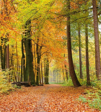 Dimex Autumn Forest Fotobehang 225x250cm 3 banen | Yourdecoration.be