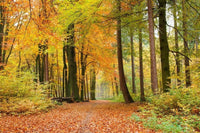 Dimex Autumn Forest Fotobehang 375x250cm 5 banen | Yourdecoration.be