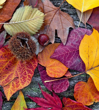 Dimex Autumn Leaves Fotobehang 225x250cm 3 banen | Yourdecoration.be