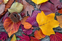 Dimex Autumn Leaves Fotobehang 375x250cm 5 banen | Yourdecoration.be
