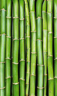 Dimex Bamboo Fotobehang 150x250cm 2 banen | Yourdecoration.be