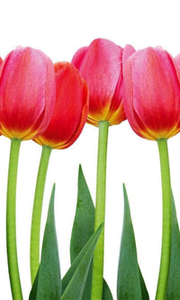 Dimex Bed of Tulips Fotobehang 150x250cm 2 banen | Yourdecoration.be