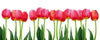 Dimex Bed of Tulips Fotobehang 375x150cm 5 banen | Yourdecoration.be