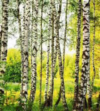 Dimex Birch Forest Fotobehang 225x250cm 3 banen | Yourdecoration.be