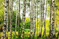 Dimex Birch Forest Fotobehang 375x250cm 5 banen | Yourdecoration.be