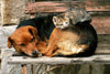 Dimex Cat and Dog Fotobehang 375x250cm 5 banen | Yourdecoration.be