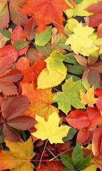 Dimex Colorful leaves Fotobehang 150x250cm 2 banen | Yourdecoration.be