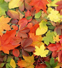 Dimex Colourful Leaves Fotobehang 225x250cm 3 banen | Yourdecoration.be