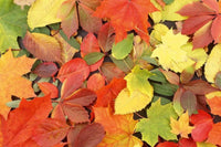 Dimex Colourful Leaves Fotobehang 375x250cm 5 banen | Yourdecoration.be
