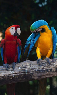 Dimex Colourful Macaw Fotobehang 150x250cm 2 banen | Yourdecoration.be