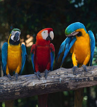 Dimex Colourful Macaw Fotobehang 225x250cm 3 banen | Yourdecoration.be