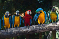 Dimex Colourful Macaw Fotobehang 375x250cm 5 banen | Yourdecoration.be