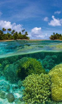 Dimex Coral Reef Fotobehang 150x250cm 2 banen | Yourdecoration.be