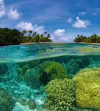 Dimex Coral Reef Fotobehang 225x250cm 3 banen | Yourdecoration.be