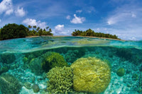 Dimex Coral Reef Fotobehang 375x250cm 5 banen | Yourdecoration.be