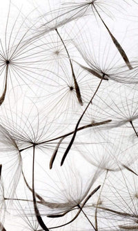 Dimex Dandelion Seeds Fotobehang 150x250cm 2 banen | Yourdecoration.be