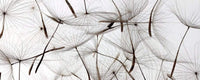 Dimex Dandelion Seeds Fotobehang 375x150cm 5 banen | Yourdecoration.be