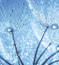Dimex Dandelion Water Drops Fotobehang 225x250cm 3 banen | Yourdecoration.be