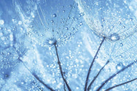 Dimex Dandelion Water Drops Fotobehang 375x250cm 5 banen | Yourdecoration.be