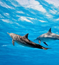 Dimex Dolphins Fotobehang 225x250cm 3 banen | Yourdecoration.be