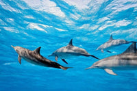 Dimex Dolphins Fotobehang 375x250cm 5 banen | Yourdecoration.be