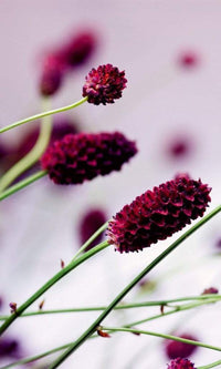 Dimex Floral Violet Fotobehang 150x250cm 2 banen | Yourdecoration.be