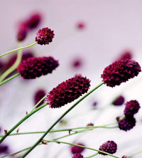Dimex Floral Violet Fotobehang 225x250cm 3 banen | Yourdecoration.be