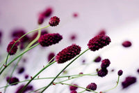 Dimex Floral Violet Fotobehang 375x250cm 5 banen | Yourdecoration.be